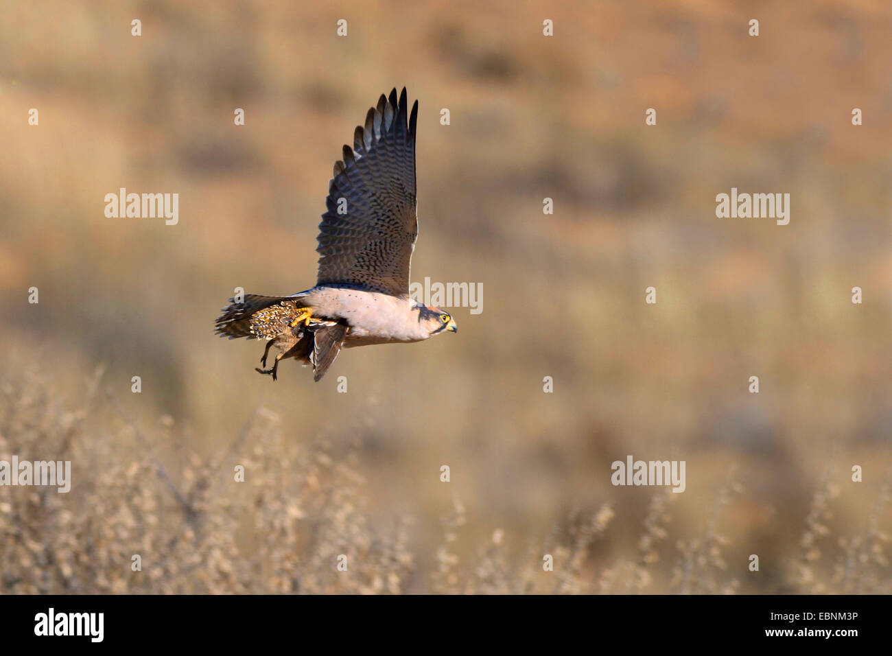 lanner falcon (Falco biarmicus), flies with burchell`sandgrouse in the claws, South Africa, Kgalagadi Transfrontier National Park Stock Photo